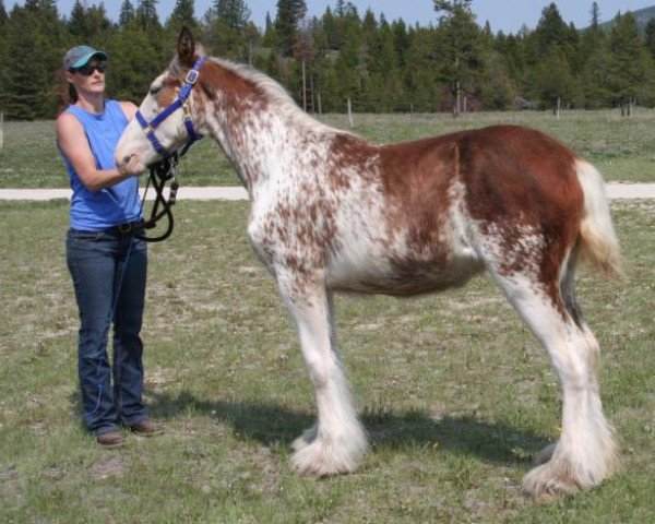 horse U Lazy V Kodak's Dulce (Clydesdale, 2018, from Cypress Creek Prince's Kodak Moment)