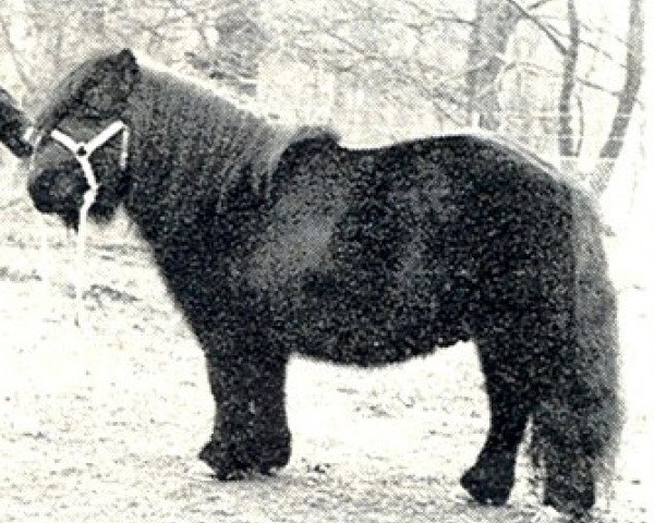 stallion Charly van Roden (Shetland Pony, 1967, from Udo van Dijkzicht)