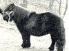 Deckhengst Charly van Roden (Shetland Pony, 1967, von Udo van Dijkzicht)
