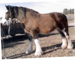 broodmare CBR Angel Prospect Bobby (Clydesdale, 2007, from Westerdale Prospect)