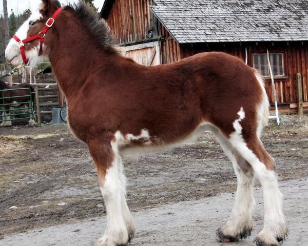 Pferd U Lazy V Bentleys Belle (Clydesdale, 2016, von H.M.H. Rockin Bentley)