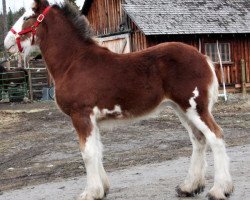 horse U Lazy V Bentleys Belle (Clydesdale, 2016, from H.M.H. Rockin Bentley)