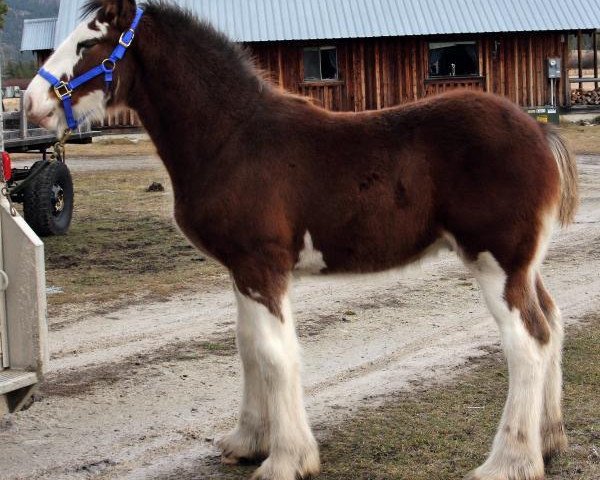 Pferd U Lazy V Bentleys Bossa Nova (Clydesdale, 2016, von H.M.H. Rockin Bentley)