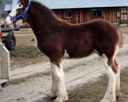 horse U Lazy V Bentleys Bossa Nova (Clydesdale, 2016, from H.M.H. Rockin Bentley)