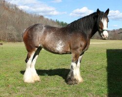 horse Tygart Valley Perfect Storm (Clydesdale, 2008, from Belleau W.S. Marble)