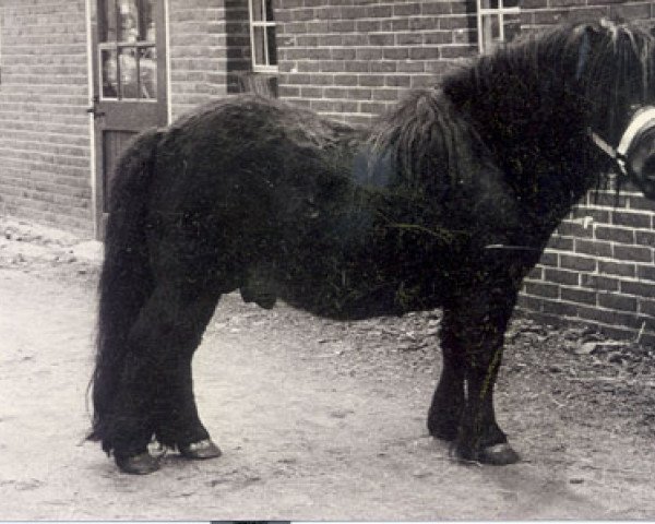 Deckhengst Ursus van Roden (Shetland Pony (unter 87 cm),  , von Guus v. Bergvrede)