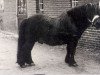 Deckhengst Ursus van Roden (Shetland Pony (unter 87 cm),  , von Guus v. Bergvrede)