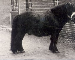 stallion Ursus van Roden (Shetland pony (under 87 cm),  , from Guus v. Bergvrede)