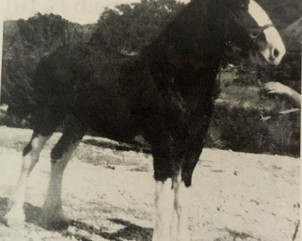 Pferd Twin Creek Reluctant Abbigail (Clydesdale, 1986, von Commanders Big John)