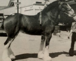 Pferd Twin Creek Gueniviere (Clydesdale, 1999, von Sir Lancelot of Twin Creek)