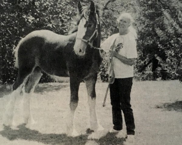 horse Twin Creek Dandy Dan (Clydesdale, 1993, from Doura Moneymaker)