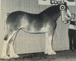 Zuchtstute Tweedsdale Shauna (Clydesdale, 1984, von Bardrill Benefactor)