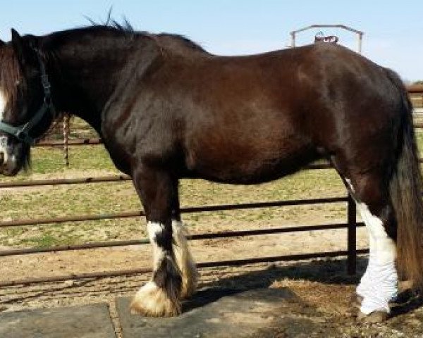 broodmare Triple U No Way To Lose (Clydesdale, 2001, from Sisters View Snickers)