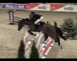 jumper So Stunning (Holsteiner, 2015, from Stanfour 4)