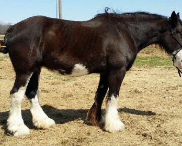 broodmare Triple U Lulu (Clydesdale, 1999, from Sisters View Snickers)