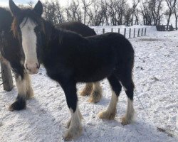 horse Triple M's Everest (Clydesdale, 2018, from Midnight Majestic Mack)