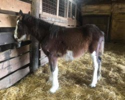 Pferd Triple M's Rising Star (Clydesdale, 2018, von Donegal Liberty Bell)