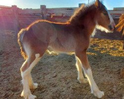 Pferd Triple M's Tequila Sunrise (Clydesdale, 2020, von Triple M's Connor)