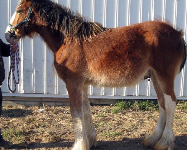 Deckhengst Triple M's Connor (Clydesdale, 2015, von Willow Way Conor)