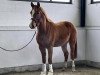 dressage horse Lonkens Cameron (Oldenburg show jumper, 2017, from Rmf Caro Gold)