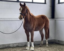 dressage horse Lonkens Cameron (Oldenburg show jumper, 2017, from Rmf Caro Gold)