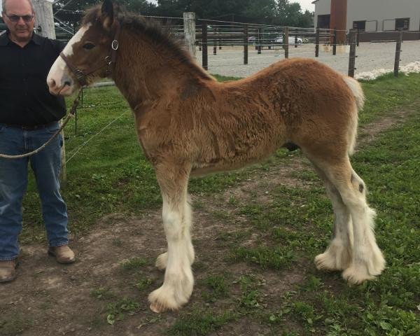 Pferd Alamar HW Corey (Clydesdale, 2019, von Hatfield Winchester)