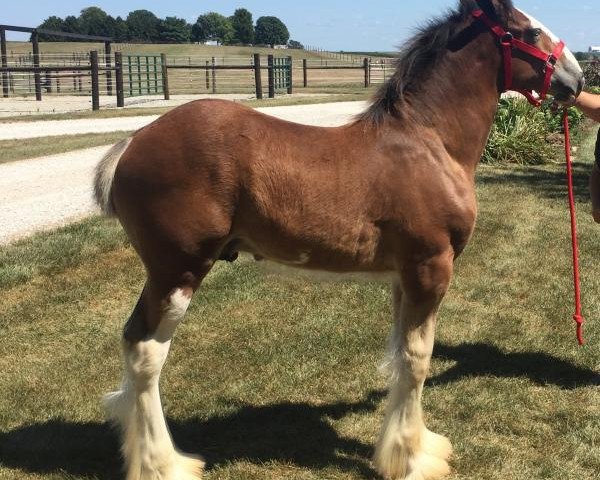 horse Alamar HR Cutter (Clydesdale, 2020, from Hatfield Remington)