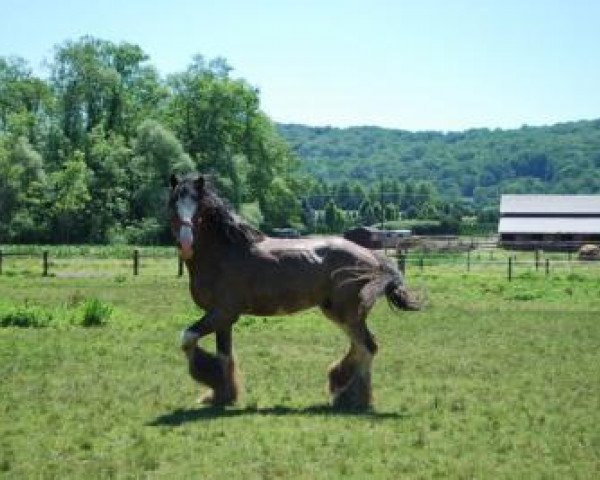 Deckhengst Triple Corners L.T. (Clydesdale, 2004, von Carson's Colonel J.R.)