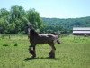 stallion Triple Corners L.T. (Clydesdale, 2004, from Carson's Colonel J.R.)