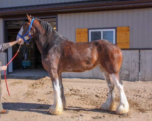 horse Triple Corners Lilly (Clydesdale, 2016, from Alamar L.S. Lightning)