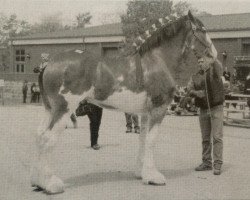 Pferd Trieste's Betty Grable (Clydesdale, 2002, von Olde Pine Tree Donegal)