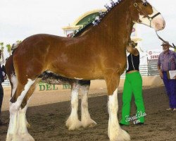 horse Trieste Charming Sir Kris (Clydesdale, 2003, from Olde Pine Tree Donegal)