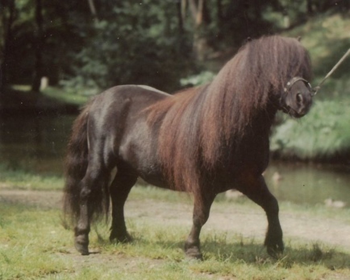 stallion Tornado van de Frisse Lucht (Shetland pony (under 87 cm), 1979, from Hertog van 't Kuipershof)