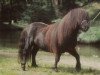 stallion Tornado van de Frisse Lucht (Shetland pony (under 87 cm), 1979, from Hertog van 't Kuipershof)