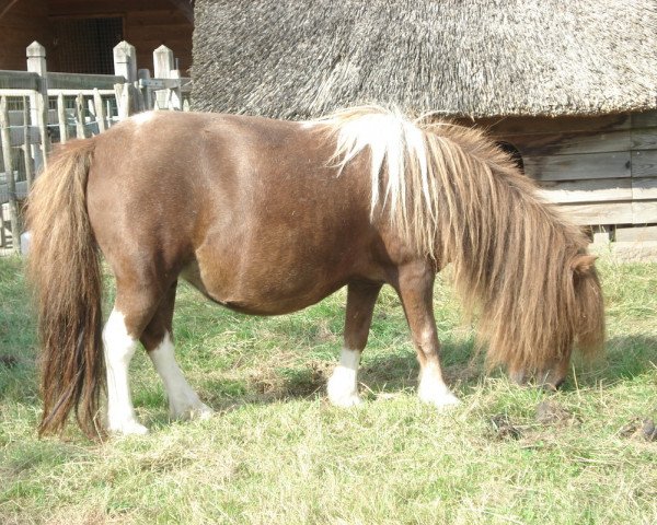 Zuchtstute Vannemieke van de Ponderosa (Shetland Pony (unter 87 cm), 2003, von Meeuwke de Valk)