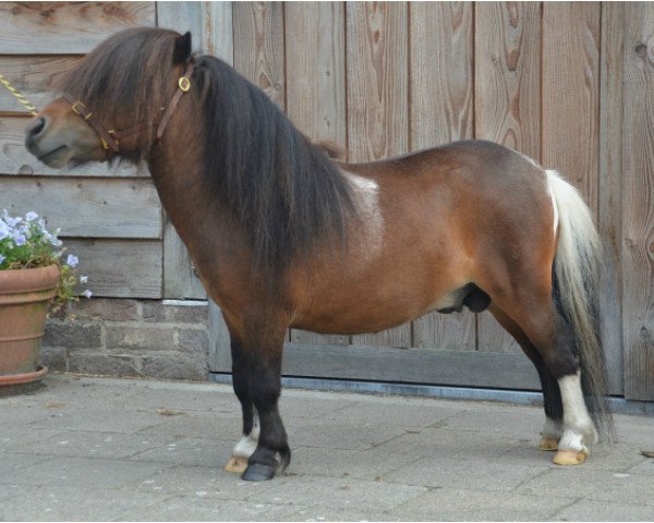 horse Guustje van de Vlikkenberg (Shetland Pony, 2012, from Zendie de Valk)