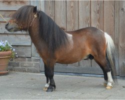 horse Guustje van de Vlikkenberg (Shetland Pony, 2012, from Zendie de Valk)