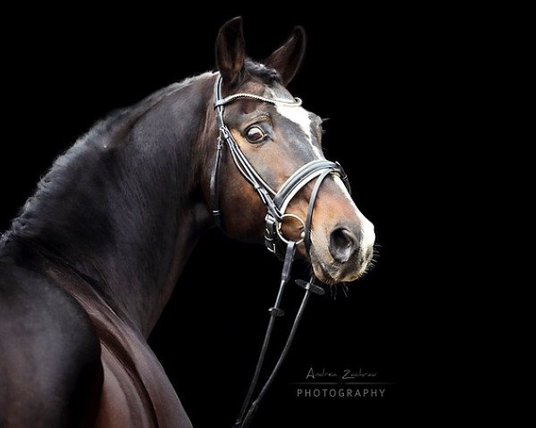 stallion Romero Rubin (Hanoverian, 2003, from Rubin Royal OLD)