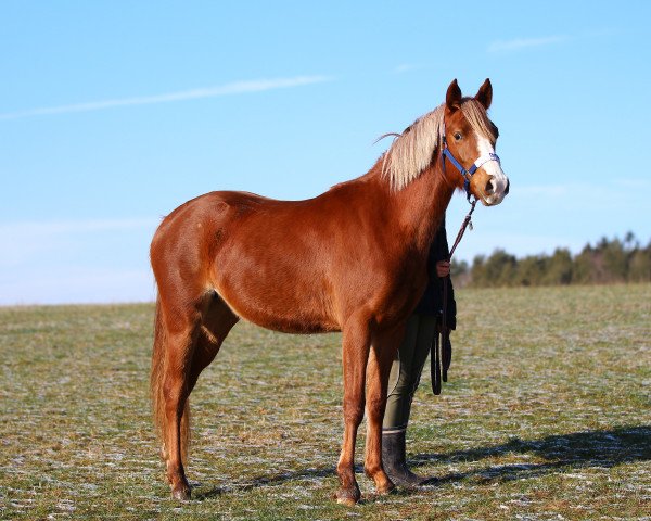 broodmare Bye Bye Benita (German Riding Pony, 2019, from Dropje voor Dropje)