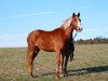 broodmare Bye Bye Benita (German Riding Pony, 2019, from Dropje voor Dropje)