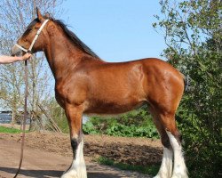 Zuchtstute Towerview Thomas' First Lady (Clydesdale, 2015, von Brelee Majestic Frisky Freddy)