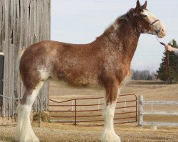 broodmare Towerview Sunflower (Clydesdale, 2008, from Armbro Jack)