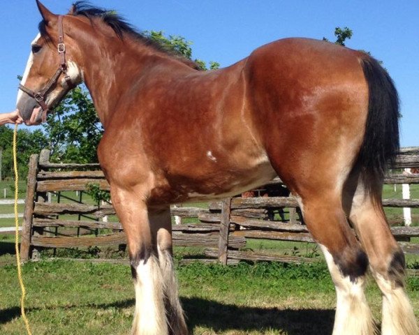 Pferd Towerview Gisele (Clydesdale, 2012, von Willow Way Houston)