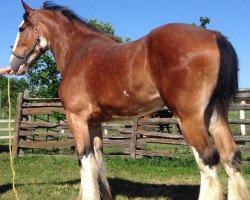 horse Towerview Gisele (Clydesdale, 2012, from Willow Way Houston)