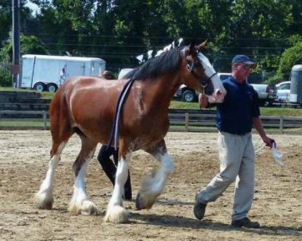 Pferd Towerview Charlotte (Clydesdale, 2009, von Armbro Jack)