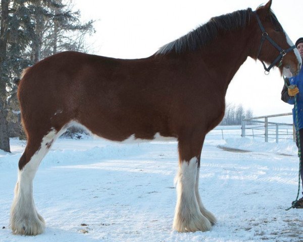 broodmare Willow Way Imagine (Clydesdale, 2008, from Danny Boy Master Don)