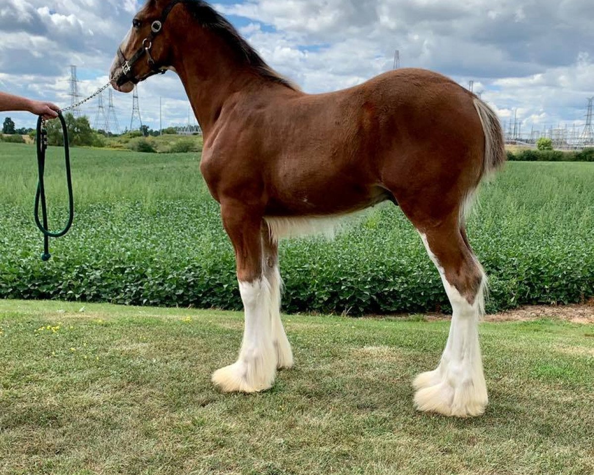 horse Towerview Blue Print (Clydesdale, 2020, from Willow Way Regal)