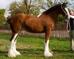 horse Towerview Adele (Clydesdale, 2012, from Armbro Jack)