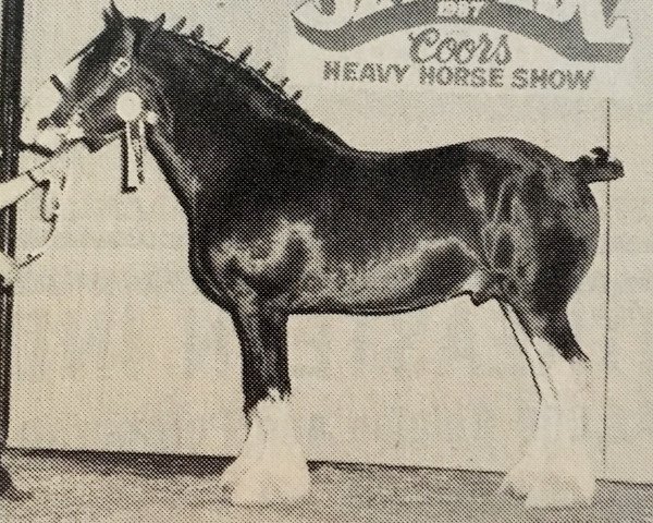 Pferd Torrs Scotsman (Clydesdale, 1984, von Broom Designer)