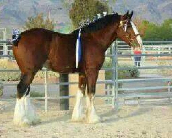 Deckhengst Torres Prince Anthony (Clydesdale, 2008, von Sunny Creek Black Prince)